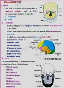 Human Anatomy and Physiology 1 Notes- Bpharm 1st Sem
