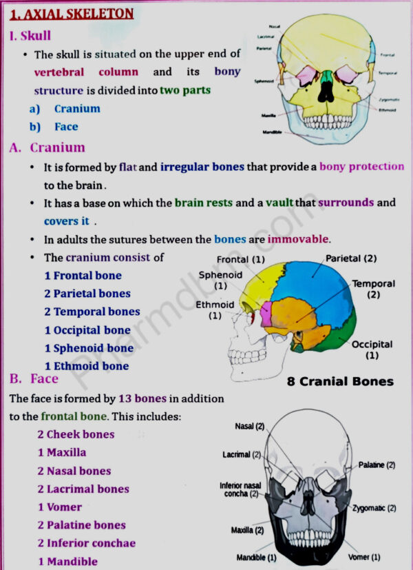 Human Skeleton System