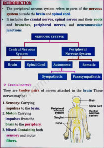 Human Anatomy And Physiology 1 Notes- Bpharm 1st Sem