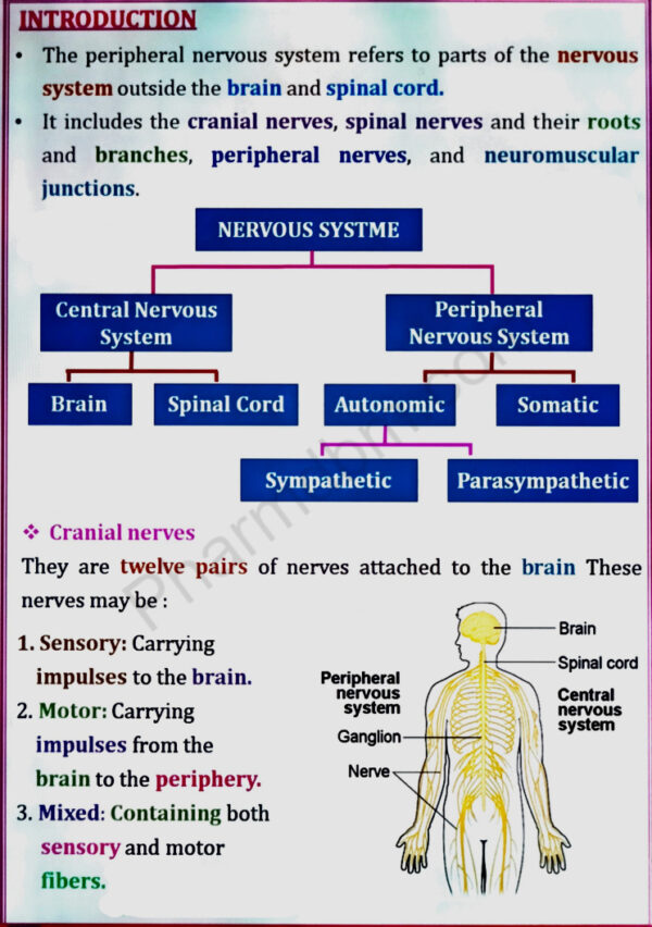 Human Nervous System