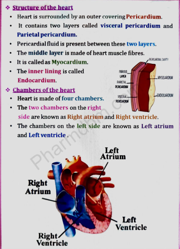 Structure of the heart