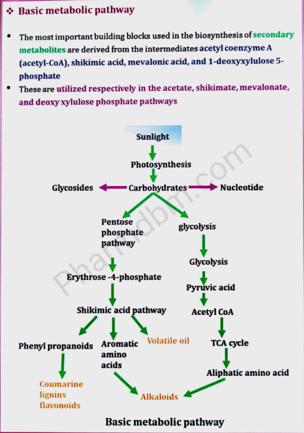 Basic metabolic pathway