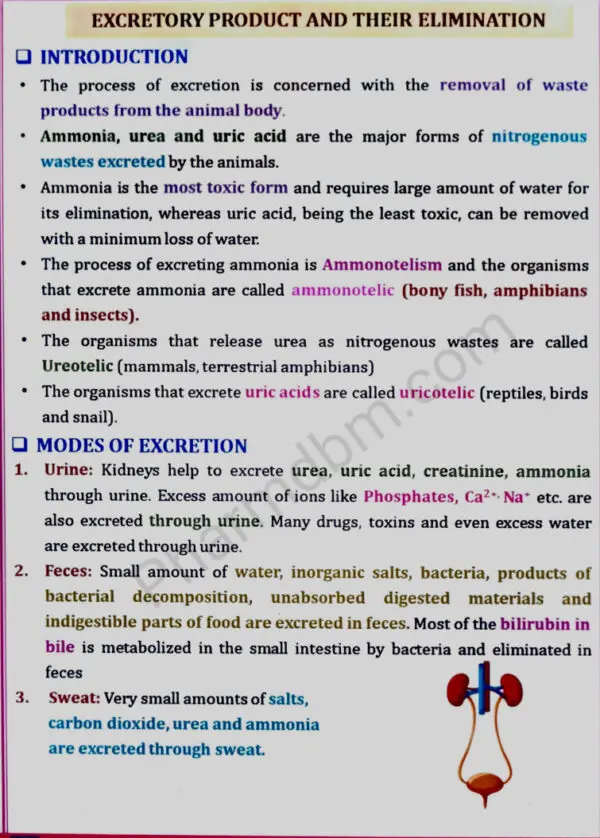 Excretory product and their elimination