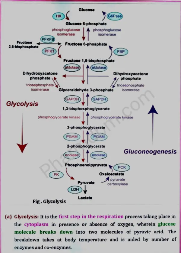 Glycolysis