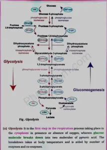 Remedial Biology - Unit 5 - Bpharm