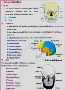 Human Anatomy and Physiology 1 - UNIT 2 - Bpharm