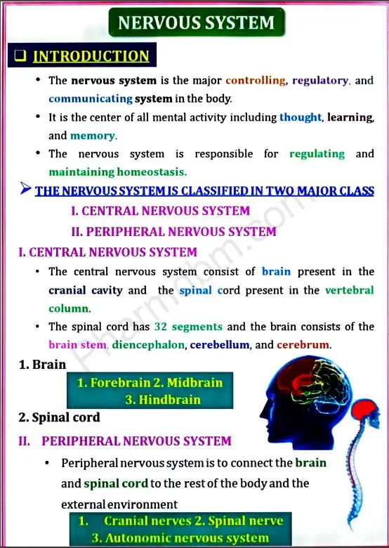 Human Anatomy & Physiology 2 - Unit 1 - Bpharm