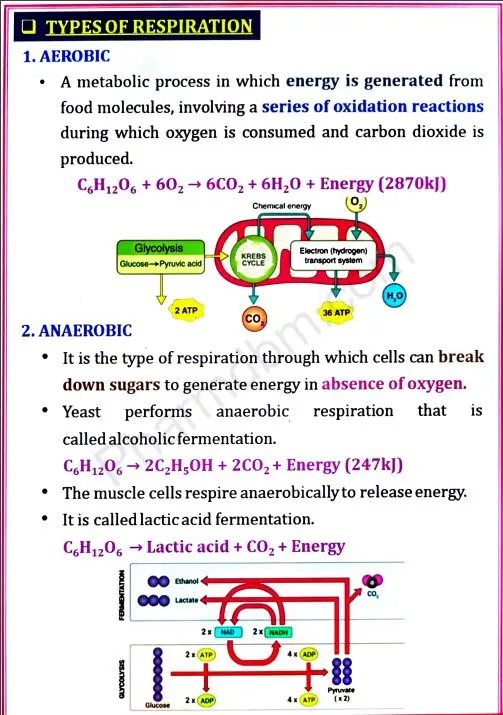 Human Anatomy & Physiology 2 - Unit 3 - Bpharm