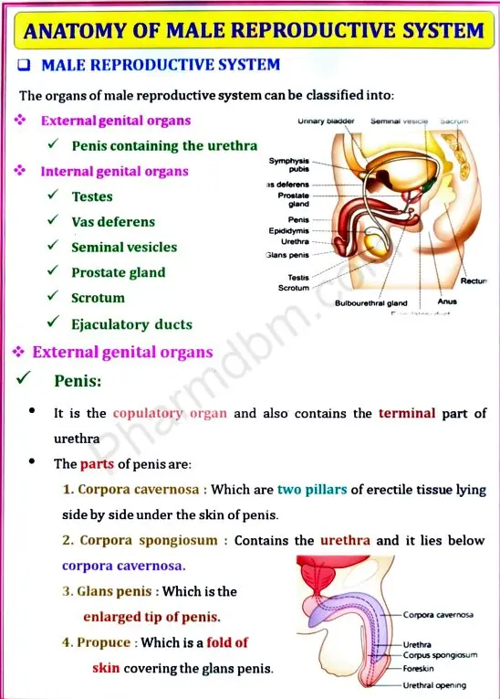Human Anatomy & Physiology 2 - Unit 5 - Bpharm